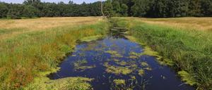 Moor in Brandenburg, nördlich von Oranienburg. „Rehwiese“ heißt das zehn Hektar großesumpfige Land. 