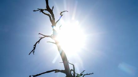 Die Silhouette eines toten Baumes zeichnet sich vor der Sonne ab. Mit Höchsttemperaturen von bis zu 38 Grad wird es am Dienstag an vielen Orten in Niedersachsen sehr heiß.+