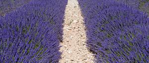 Duftendes Meer. Lavendelfeld in der Provence. Im Juli ist Blütezeit. 