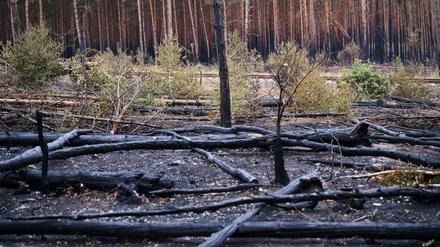 Verkohlte Baumstämme liegen auf dem Waldboden in Treuenbrietzen. Inzwischen sind die Brände vollständig gelöscht.