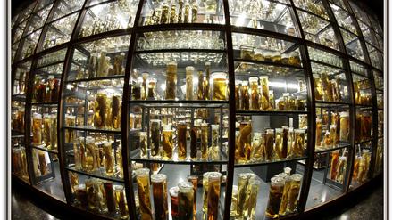 Seit der Wiedereröffnung des ruinösen Ostflügels im Jahr 2010 sind die Nass-Sammlungen Teil des Ausstellungsrundganges. 