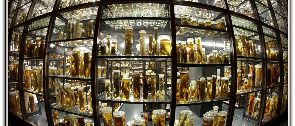 Seit der Wiedereröffnung des ruinösen Ostflügels im Jahr 2010 sind die Nass-Sammlungen Teil des Ausstellungsrundganges.