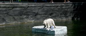 Niedlich. Eisbärin Hertha im Tierpark ...
