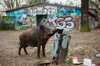 Stadtbesucher. Vor allem am Stadtrand sind in Berlin - wie hier in Tegel - viele Wildschweine anzutreffen.