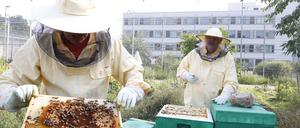Bernd Koslowsky und Peter Beierle züchten Bienen und produzieren Honig, während sie in Sicherungsverwahrung sind.