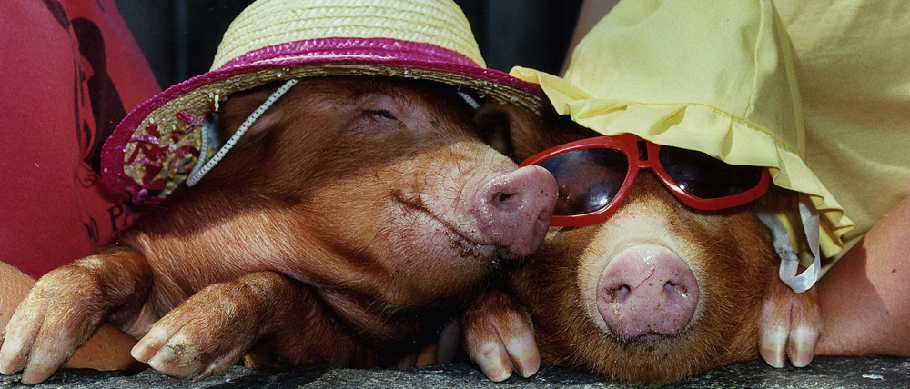 Saucool. Zwei Schweine in Menschenkleidung.