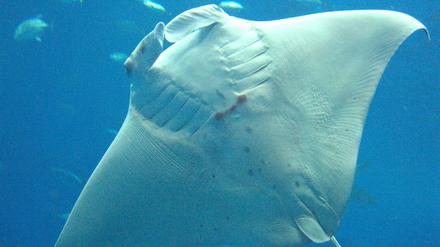 Mantarochen