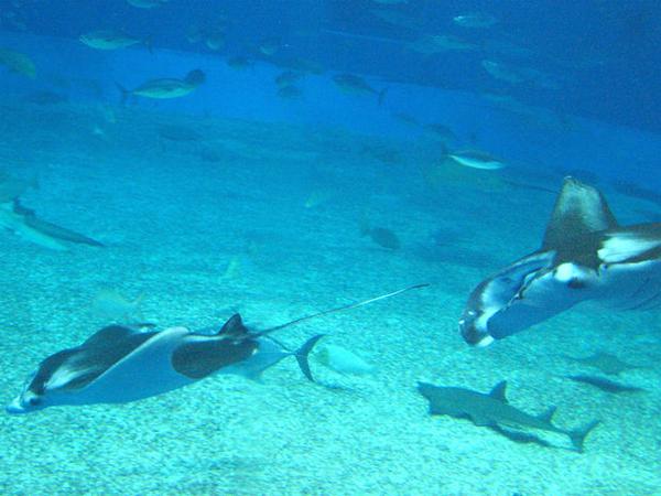 Mantarochen