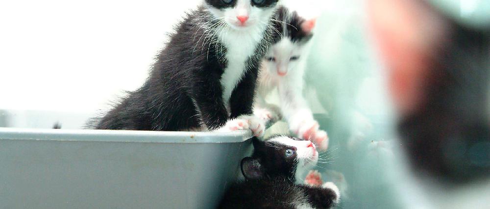 Katze