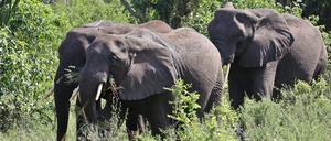 Elefanten im Queen-Elisabeth-Nationalpark im Westen von Uganda.