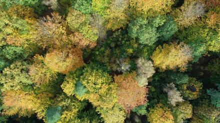 Trockenheit und weitere Faktoren hinterlassen sichtbare Spuren im Blätterdach einer der Versuchsflächen. Feinstaub könnte als in Deutschland gleichsam allgegenwärtige Belastung zu den Waldschäden beitragen. Foto: Stuart Krause/Thünen-Institut