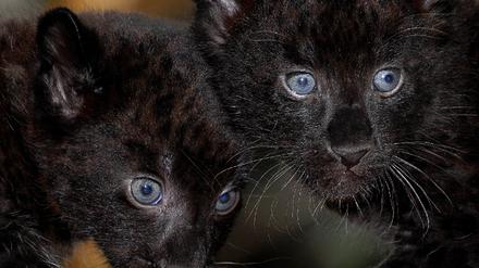 Pantherbabys