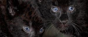 Pantherbabys