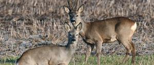 Ein Rehbock (r.) und ein weibliches Reh.