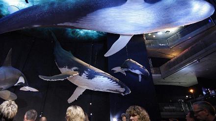 Ozeaneum