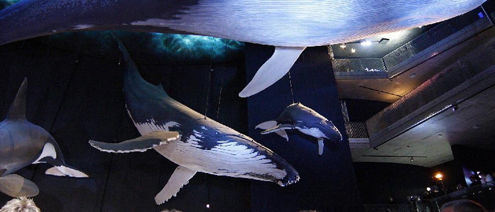 Ozeaneum