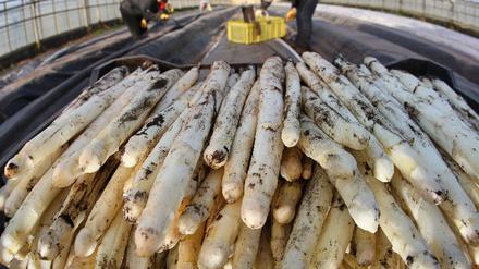 spargel