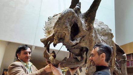 Dino-Skelett