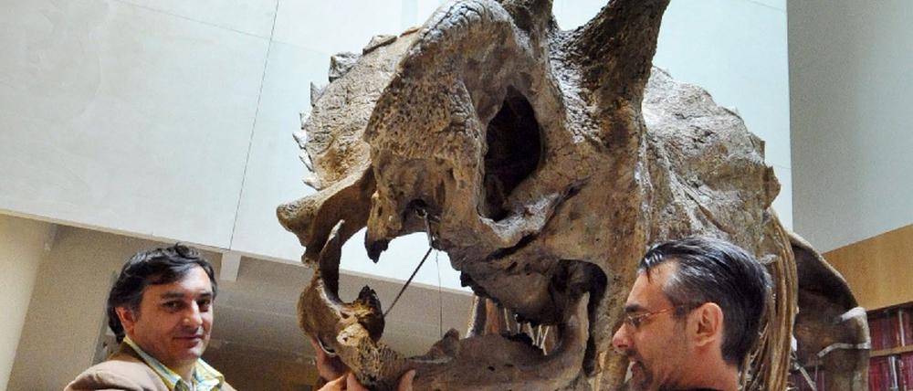 Dino-Skelett