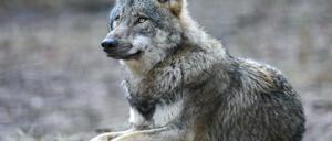 Wolf, ausruhend.
