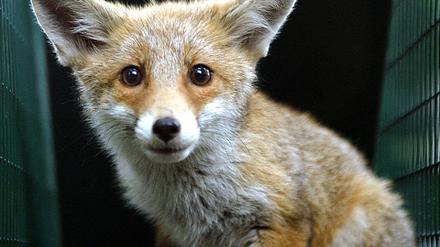 Fuchs