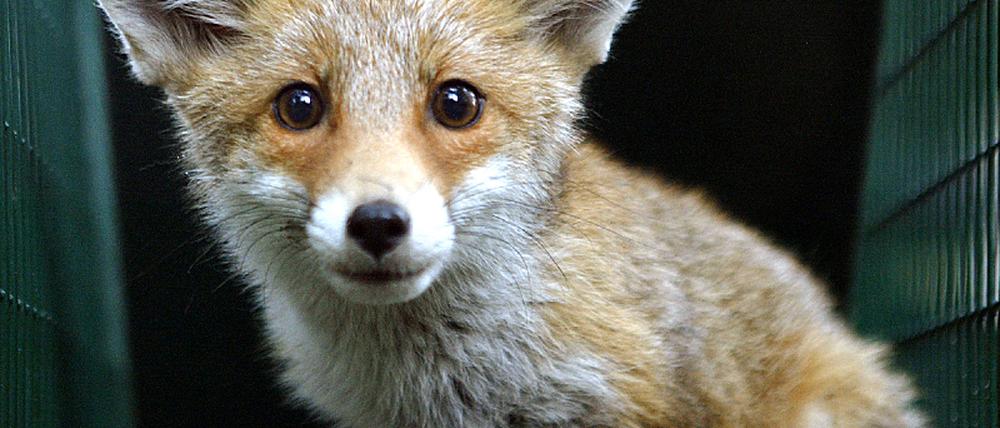 Fuchs