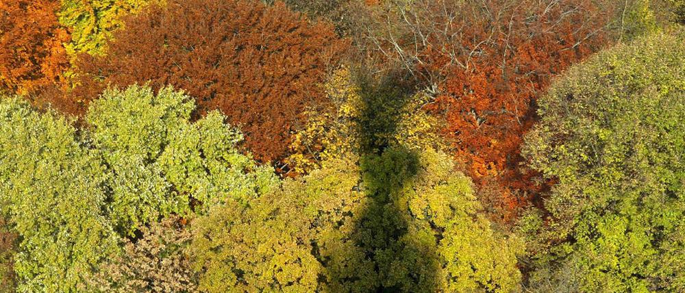 tiergarten