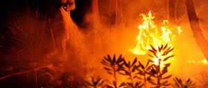 Waldbrand Kalifornien