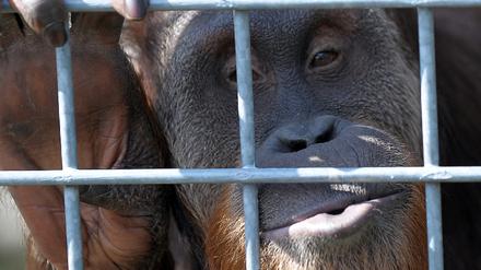 Orang-Utan