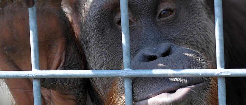 Orang-Utan