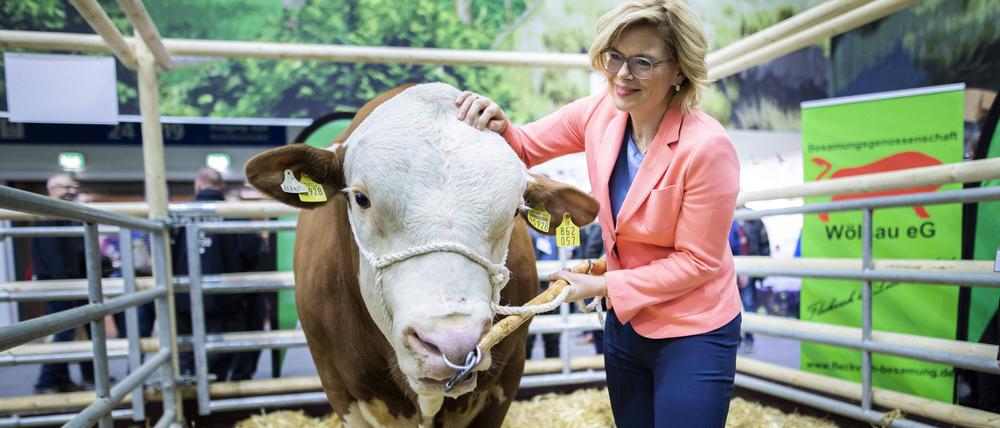 Julia Kloeckner, Bundesministerin fuer Ernaehrung und Landwirtschaft, aufgenommen mit einem Bullen im Rahmen der Internationalen Gruenen Woche. Berlin, 22.01.2020. Berlin Deutschland *** Julia Kloeckner, Federal Minister of Food and Agriculture, recorded with a bull at the International Green Week Berlin, 22 01 2020 Berlin Germany PUBLICATIONxINxGERxSUIxAUTxONLY Copyright: xFlorianxGaertner/photothek.net/BMELx