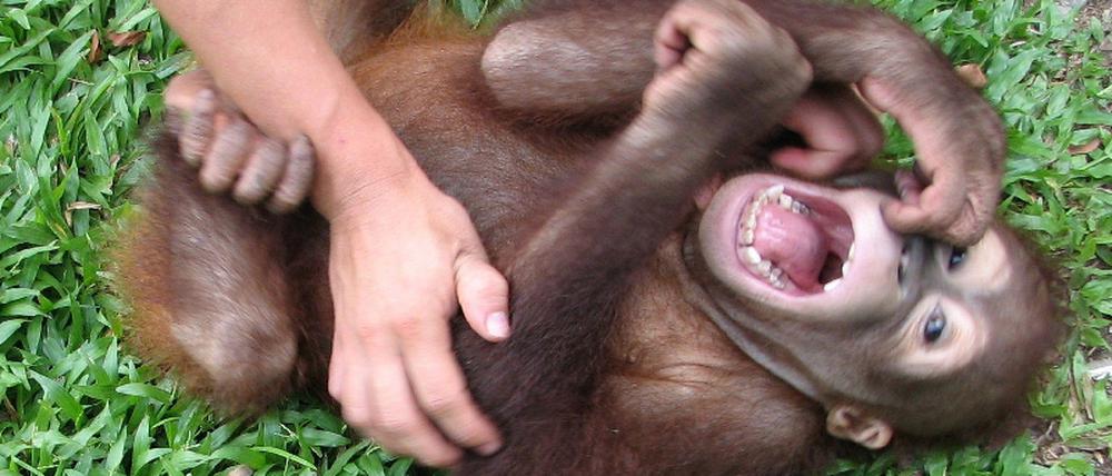 Orang-Utan