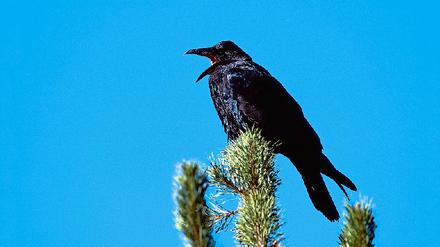 302145_0_dc9f0d52.jpg