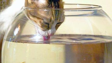 Katzen trinken sinnvoll - und deutlich eleganter als Hunde.