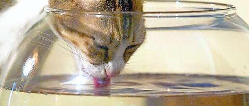 Katzen trinken sinnvoll - und deutlich eleganter als Hunde.