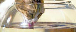 Katzen trinken sinnvoll - und deutlich eleganter als Hunde.