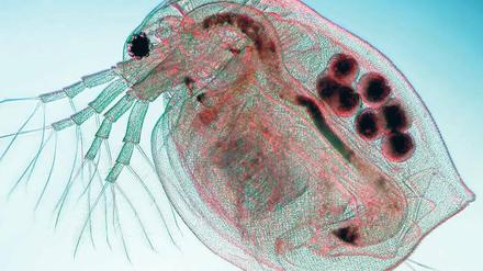 Sensibel. Wasserflöhe reagieren sehr empfindlich auf Gift im Wasser. Sie ändern dann ihre Bewegungsmuster. Sobald eine Kamera das erkennt, wird Alarm ausgelöst. Foto: Mauritius