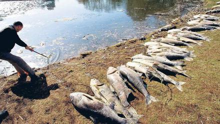 Kadaver am Haken. Das Eis ist geschmolzen, überall kommen nun tote Fische an die Oberfläche des Lietzensees. Mitarbeiter des Gartenbauamtes Charlottenburg zogen am Montag die Karpfen an Land. Eine leichte Aufgabe ist das nicht: Die Fische wiegen 20 bis 30 Kilo. Foto: dpa/Gabbert