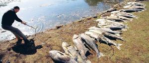 Kadaver am Haken. Das Eis ist geschmolzen, überall kommen nun tote Fische an die Oberfläche des Lietzensees. Mitarbeiter des Gartenbauamtes Charlottenburg zogen am Montag die Karpfen an Land. Eine leichte Aufgabe ist das nicht: Die Fische wiegen 20 bis 30 Kilo. Foto: dpa/Gabbert