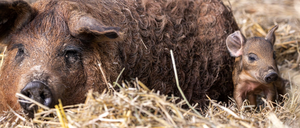 Alte Schweinerasse: Die Wollschweine auf dem Schlehenhof Beerfelde sind mit ihrem Wollmantel gut für das Leben im Freien gerüstet.