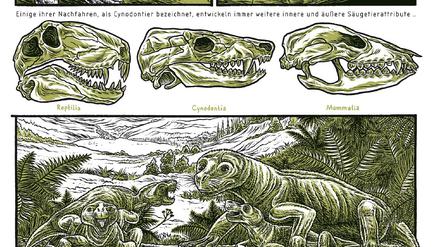 Schritt für Schritt zeichnet Harder die Evolution der Arten nach - bis zu unseren direkten Vorfahren.