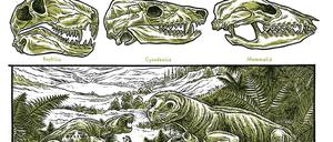 Schritt für Schritt zeichnet Harder die Evolution der Arten nach - bis zu unseren direkten Vorfahren.