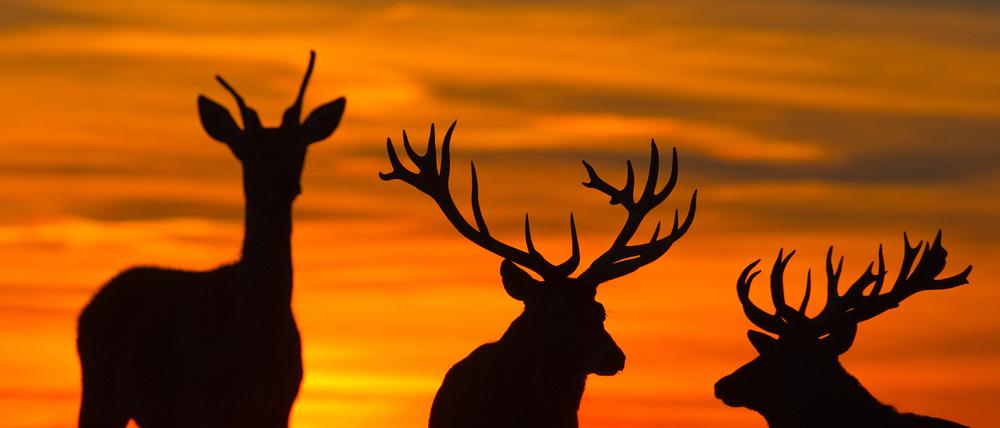 Hirsche stehen vor einem Abendhimmel auf einer Wiese im brandenburgischen Birkholz. Auch im Harz leben Hirsche. Wanderer bekommen die scheuen Tiere nur selten zu sehen.