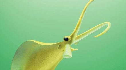 Prototyp im Urmeer. Nur fünf bis sieben Zentimeter lang waren die flunderförmigen Ur-Kraken im frühen Erdaltertum.