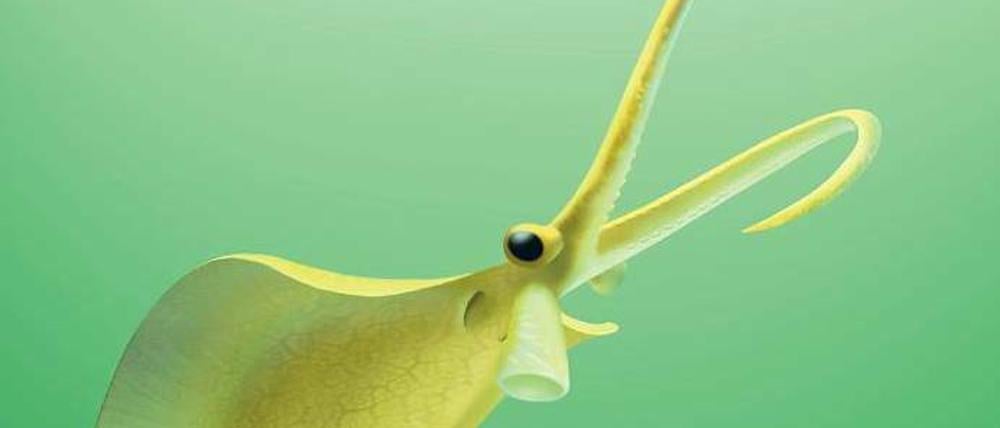 Prototyp im Urmeer. Nur fünf bis sieben Zentimeter lang waren die flunderförmigen Ur-Kraken im frühen Erdaltertum.