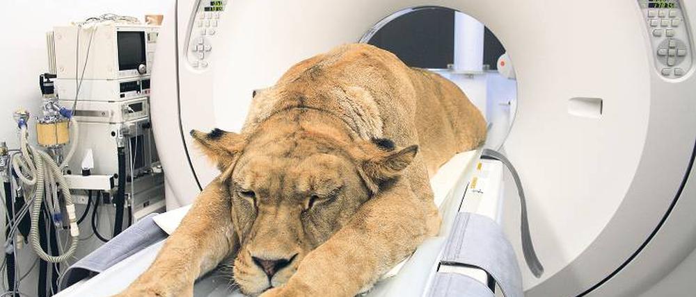 Im Tiefschlaf. Ein narkotisierter Löwe während der Aufnahme mit dem Computertomograph. Fotos: Guido Fritsch/IZW