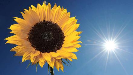 Am Wochenende erwarten die Berliner Temperaturen bis zu 38 Grad.