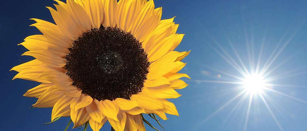 Am Wochenende erwarten die Berliner Temperaturen bis zu 38 Grad.