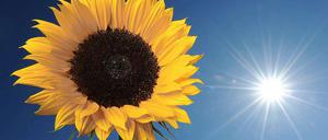 Am Wochenende erwarten die Berliner Temperaturen bis zu 38 Grad.