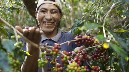 Bei der Ernte. Ruben ist Fairtrade-Kaffeebauer in Peru.